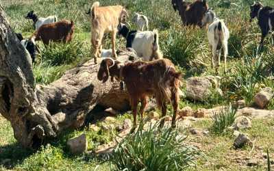 Marathon [108] Jeep Safari - Narodowy Park Akamas z Protaras