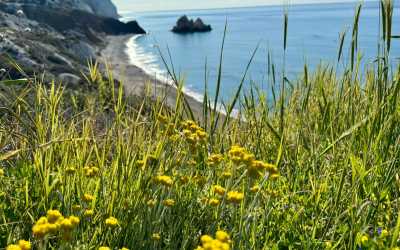 Wycieczka na plażę Skała Afrodyty z karmieniem osiołków z Pafos